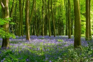 Bluebell woods